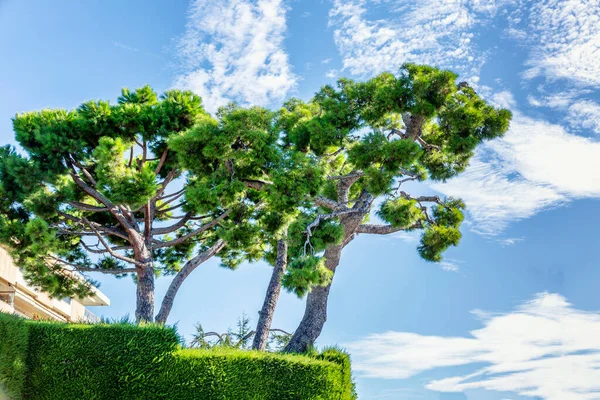 Belas Coroas Árvore Aparadas Contra Céu Azul Brilhante Nublado Dia — Fotografia de Stock