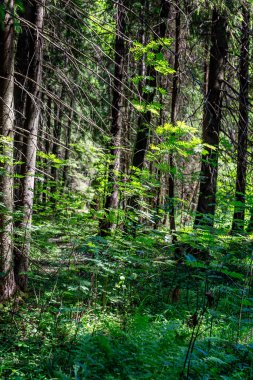 Güneşte yoğun bitki örtüsü olan bir orman. Dikey.