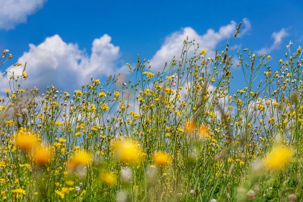 Grünes Feld Mit Gelben Blumen Vor Einem Strahlend Blauen Wolkenverhangenen — Stockfoto