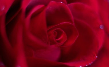 Kırmızı gülün Bud 'ı. Hayatta ve tatilde önemli olaylar. Panorama biçimi. Yakın plan..