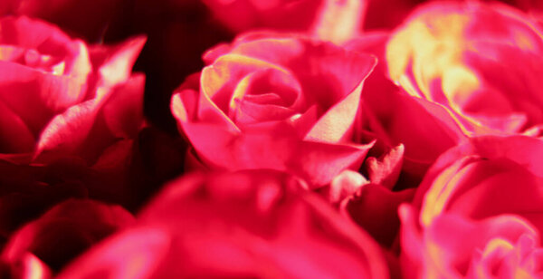 Buds of pink roses, a beautiful bouquet. Important events in life and holiday. Panorama format. Close-up. Background.