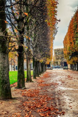 Sarı yapraklı ve yaya geçitli bir sonbahar parkı. Güzel manzara. Dikey.
