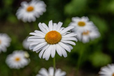 Bahçedeki papatya çiçekleri. Yakın plan. Üst görünüm.