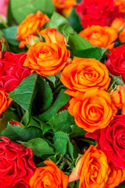 Turuncu güller. Güzel sulu bir buket. Yakın plan. Dikey.