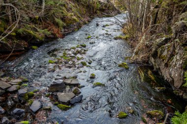 Orman nehri. Güzel manzara. Vahşi Karelya doğası.