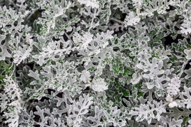 Dekoratif yeşil-mavi bitkiler. Yakın plan. Geçmişi ve dokuları. Metin için boşluk.