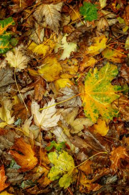 Sonbahar yaprakları yerde. Parlak renkli yoğun halı. Dikey.
