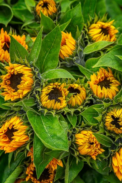 Sunflower Flowers Leaves Close Vertical — Stock Photo, Image