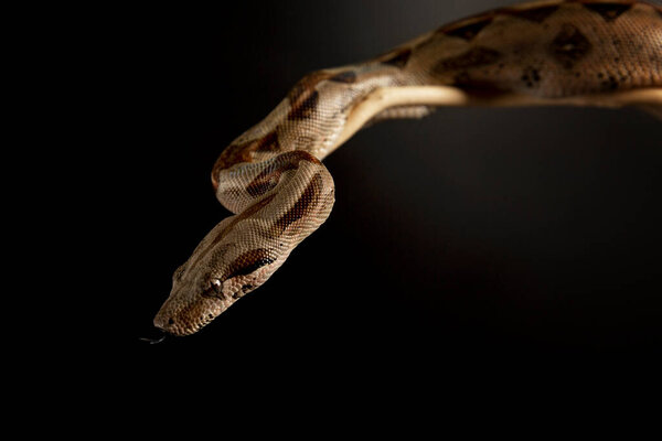 Snake head with tongue on a black background. Close-up.