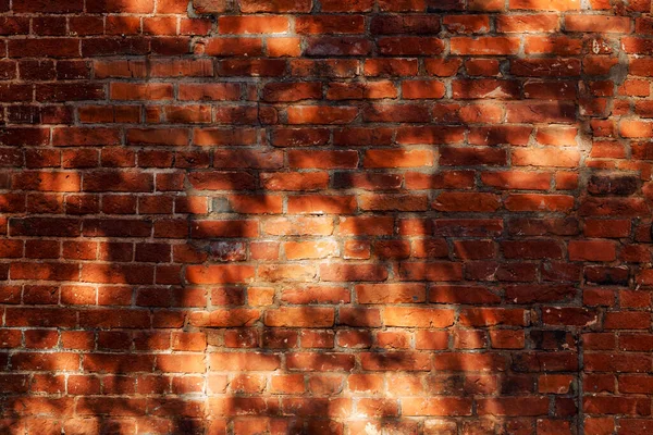 Braune Ziegelmauer Mit Schatten Von Ästen Einem Sonnigen Tag Raum — Stockfoto