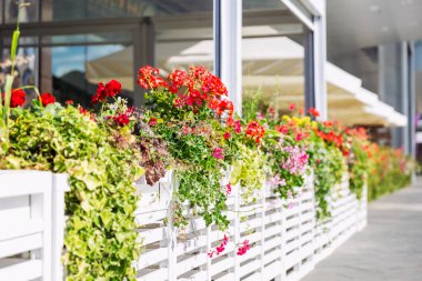 Kafenin yaz verandası çiçeklerle süslenmiş..