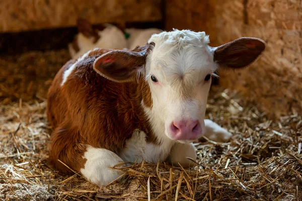 Young Beautiful Calf Lies Hay Stall — Stock Photo, Image