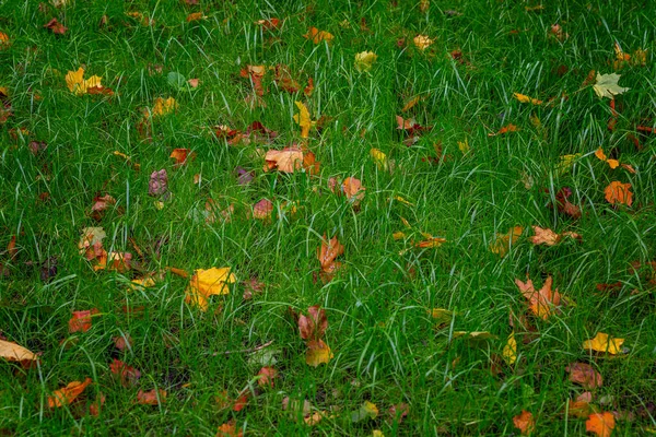 Folhas Outono Multicoloridas Jazem Grama Verde Belo Fundo Espaço Para — Fotografia de Stock