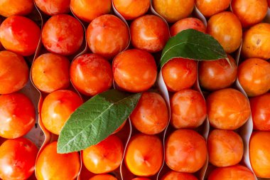 Kutuda bir sürü parlak olgun hurma var. Yakın plan. Mevsimlik sonbahar meyvesi. Üst görünüm.