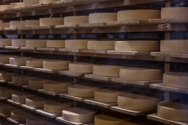 Yellow cheese heads lie on wooden shelves. Cooking process. Close-up.
