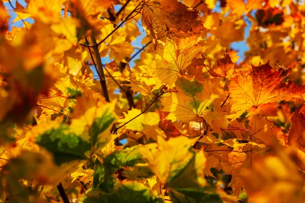 Helles Herbst Ahornblatt Einem Baum Einem Sonnigen Tag Nahaufnahme Raum — Stockfoto