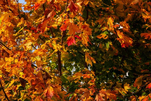 Helles Herbst Ahornblatt Einem Baum Einem Sonnigen Tag Nahaufnahme Raum — Stockfoto