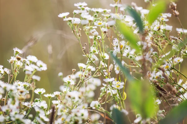 Kleine Weiße Gänseblümchen Auf Dem Feld Weicher Fokus — Stockfoto