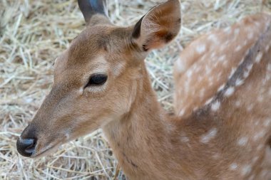 Geyik göz ve onun göz sakız Kurutulmuş saman arka plan bulanık karşı kapalı.