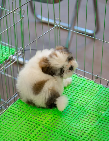 金属製のケージの床を覆う緑色のプラスチック シートの上に座って眠っている子犬 — ストック写真