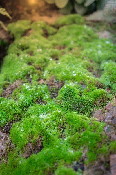 Uma Gota Orvalho Topo Planta Verde Acima Rocha Floresta Tropical — Fotografia de Stock