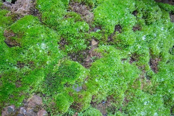 Bir damla yağmur ormanlarında rock yukarıda yeşil bitki üstüne çiy