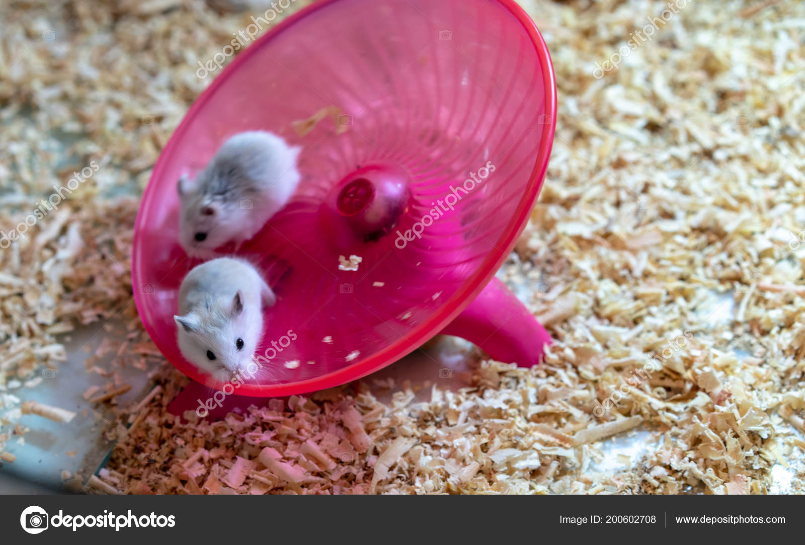 exercise saucer for hamsters