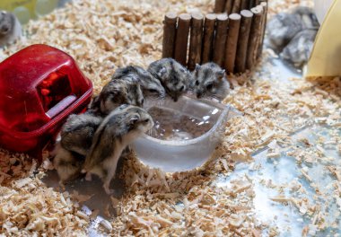Hamster aile içme suyu yerlerini küçük kapta temizleyin.