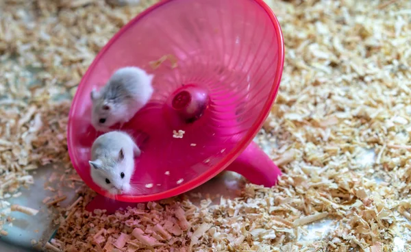 Hamsters Brancos Fazendo Algum Exercício Roda Redonda Rosa Brinquedo Disco — Fotografia de Stock