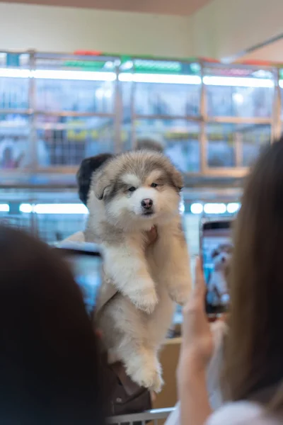 Vendedor Mão Segurando Apresentando Cachorro Cinza Cão Frente Pop Pet — Fotografia de Stock