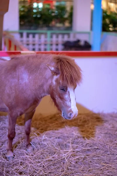 Minyatür kahverengi at istikrarlı Kurutulmuş saman ile kapalı.