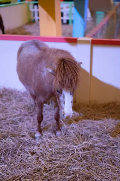 Minyatür kahverengi at istikrarlı Kurutulmuş saman ile kapalı.