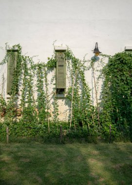 Beyaz duvar süs tırmanma bitkiler veya asma ile yeşil ahşap pencereler.
