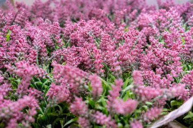 Pembe çiçekler açık havada güneşli bir alan sığ derinliği ile sonbaharda büyümek..