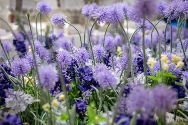Mor çiçekler açık havada güneşli bir alan sığ derinliği ile sonbaharda büyümek..