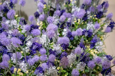 Mor çiçekler açık havada güneşli bir alan sığ derinliği ile sonbaharda büyümek..