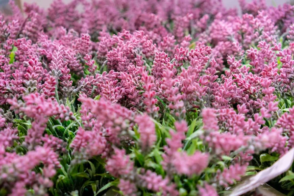 Pembe çiçekler açık havada güneşli bir alan sığ derinliği ile sonbaharda büyümek..