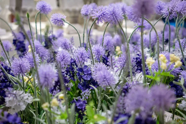Mor çiçekler açık havada güneşli bir alan sığ derinliği ile sonbaharda büyümek..