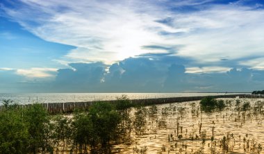 # Mavi gökyüzü ve bambu akşam. Doğal arka plan.