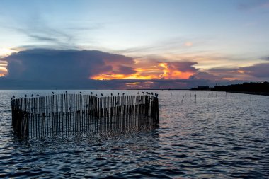 Martı pastel gökyüzü ve akşam bambu ile. Doğal arka plan.