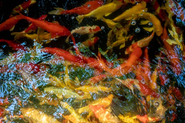 Koi Nadar Jardín Acuático Peces Carpa Lujo Peces Koi Peces —  Fotos de Stock