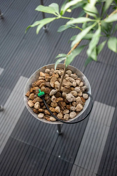 Rega automática da planta instalada sob pedra de rocha pequena — Fotografia de Stock