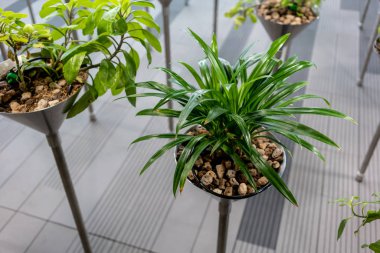 Küçük kaya taşının altına otomatik bitki sulama