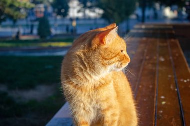 İstanbul 'un sokak kedisi.