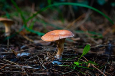 Sonbaharda yerde mantar