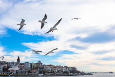 İstanbul 'da gökyüzünde martılar
