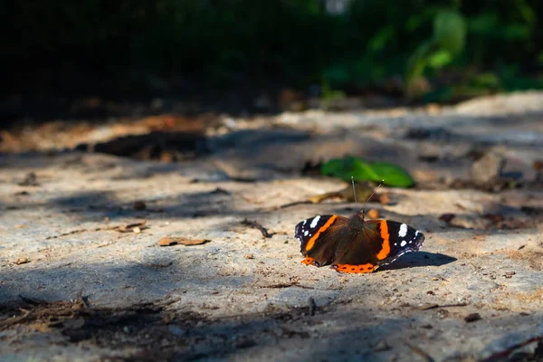 Butterfly Ground Focus — Stock Photo, Image