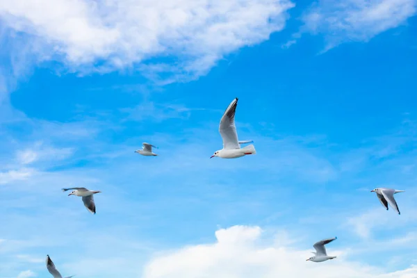 Seagulls Sky — Stock Photo, Image