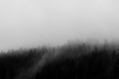 Siyah-beyaz orman ve sis manzarası