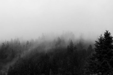 Siyah-beyaz orman ve sis manzarası